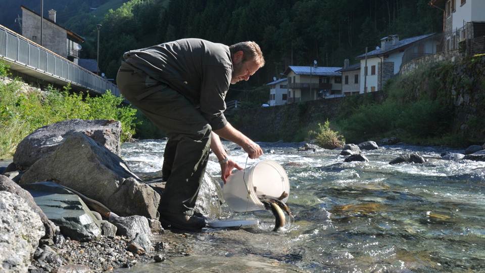 immissione pesca